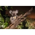 Steiff Xander Koala 007422 - view 3