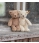 Steiff Cuddly Friends 20cm Thommy Caramel Teddy Bear 067174 - view 4