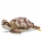 Steiff Kari Hawksbill Turtle 068287 - view 1