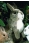 Kosen Brown Rabbit 3590 - view 1