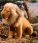 Kosen Lion 6360 - view 1