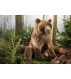 Kosen Max Brown Bear 7260 - view 2