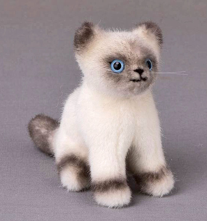 Kosen Birman Kitten