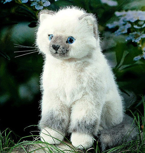Kosen Birma Cat 