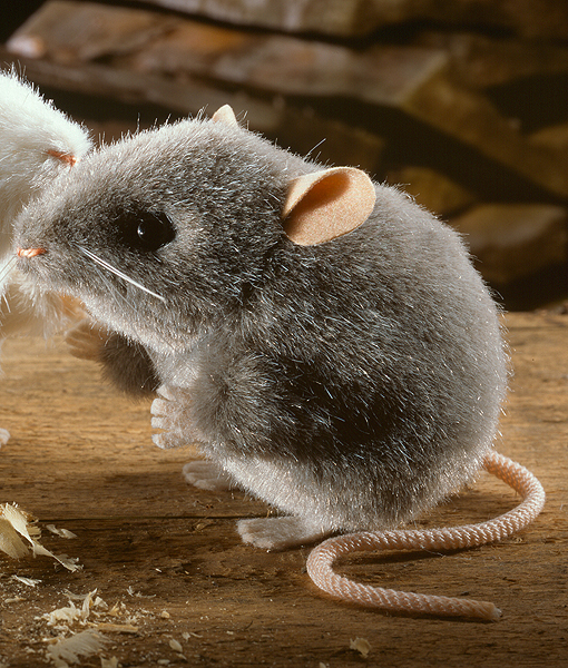 Kosen Grey Mouse 