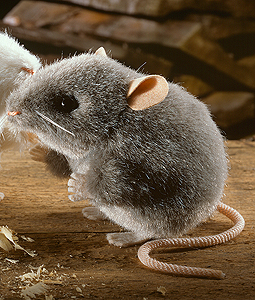 Kosen Grey Mouse 
