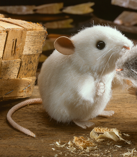 Kosen White Mouse