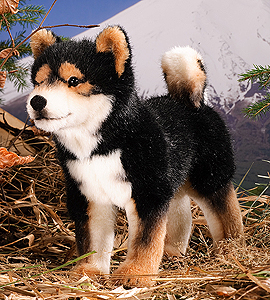 Kosen Shiba-inu 5751