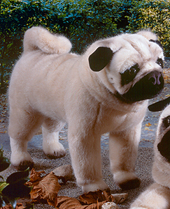 Kosen Pug 5890