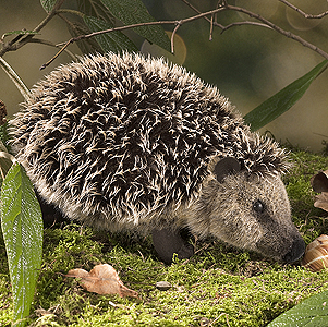 Kosen Hedgehog 6190