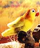 Kosen Yellow Lovebird 6632