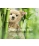 Steiff Basco Teddy Bear 007002 - view 3