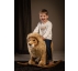 Steiff Rocking LEO Lion 048982 - view 3