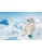 Steiff Nanouk Polar Bear 062605 - view 2