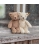 Steiff Cuddly Friends 20cm Thommy cream Teddy Bear 067167 - view 3