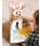 Steiff Foxy Fox 069291 - view 2