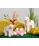 Steiff Anni Lamb 074233 - view 2