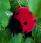 Kosen 8cm Red Ladybird 2911 - view 1