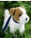 Kosen Jack Russell Terrier 5290 - view 1