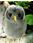 Kosen 14cm Grey Young Owl 5410 - view 1