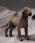 Kosen Great Dane Miniature 6010 - view 1