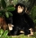 Kosen Chimpanzee 6480 - view 1