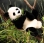 Kosen Panda 6610 - view 1